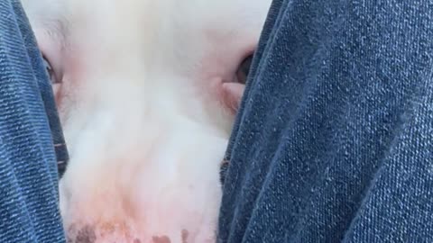 Spoiled Pittie Wants to be a Lapdog