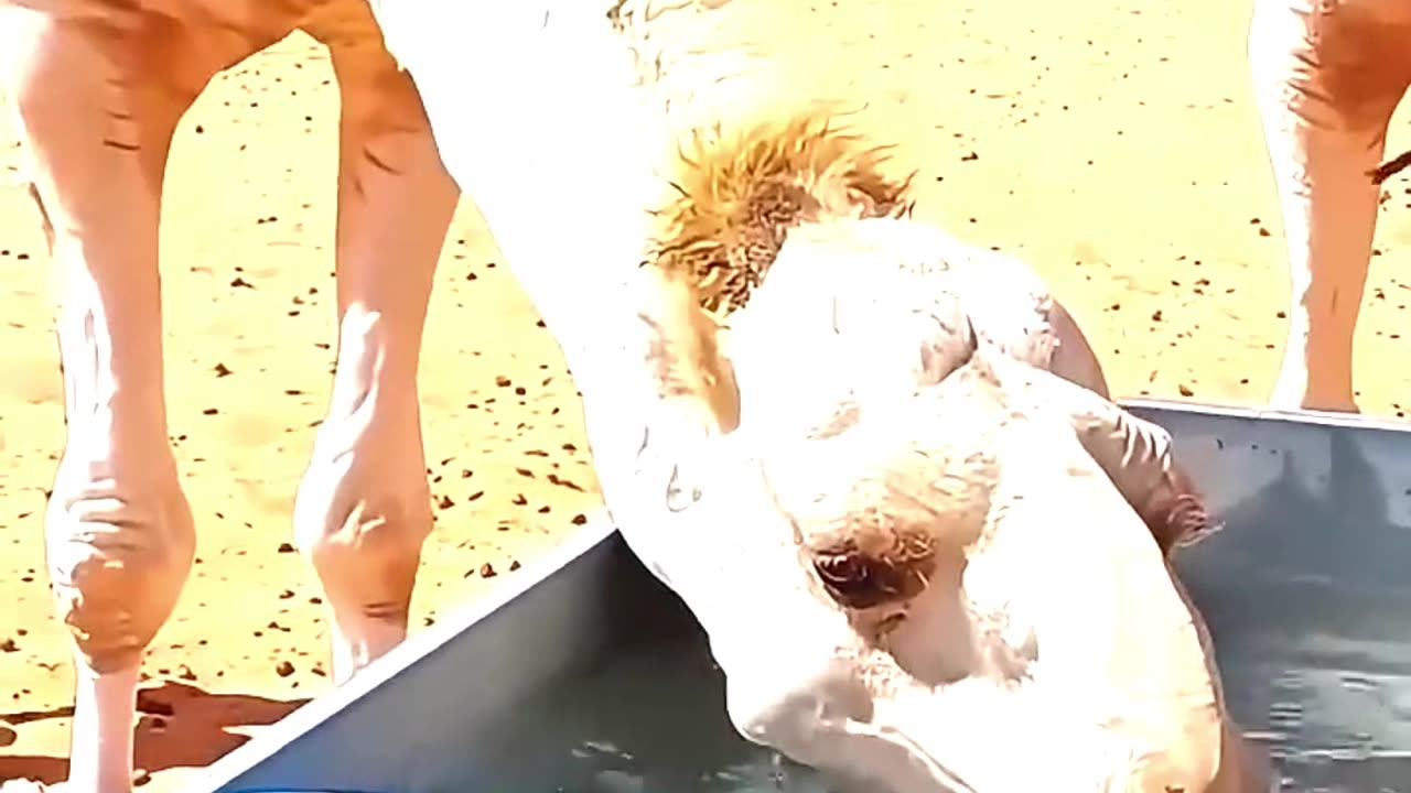 Why are camels forced to drink large amounts of salt before crossing the desert?