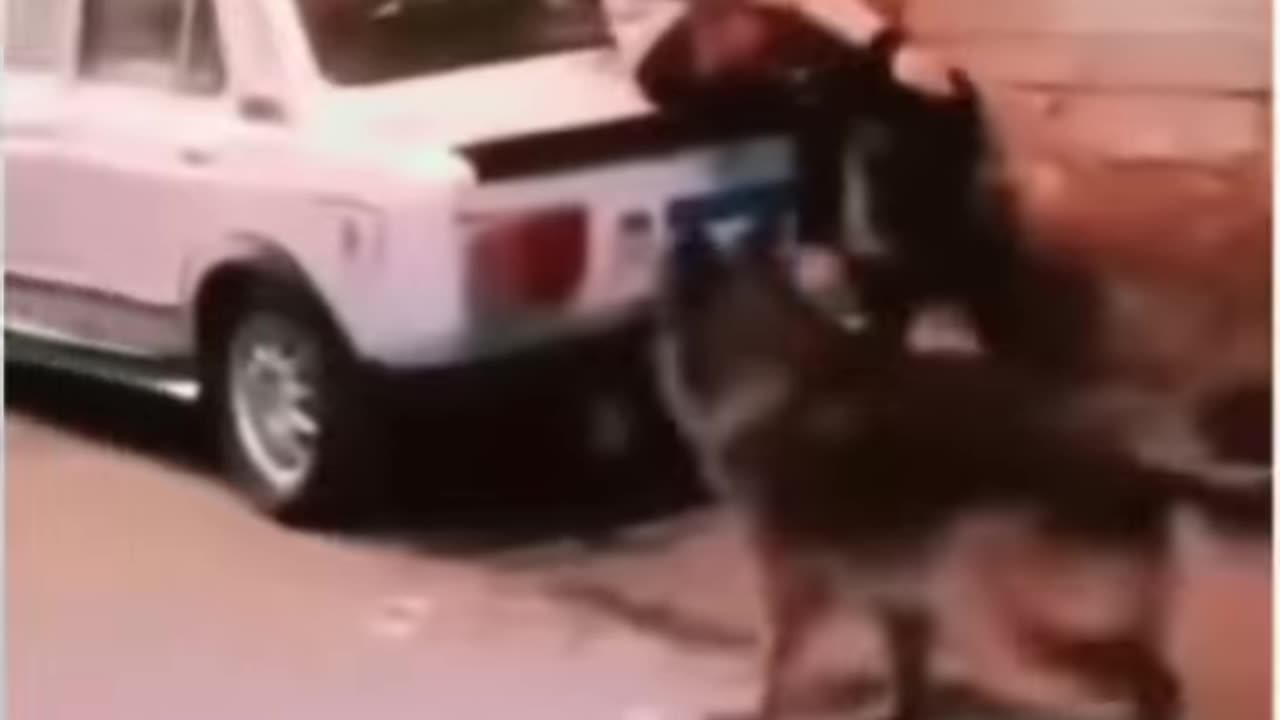 How to Confuse a Dog (Funny Moments Compilation)