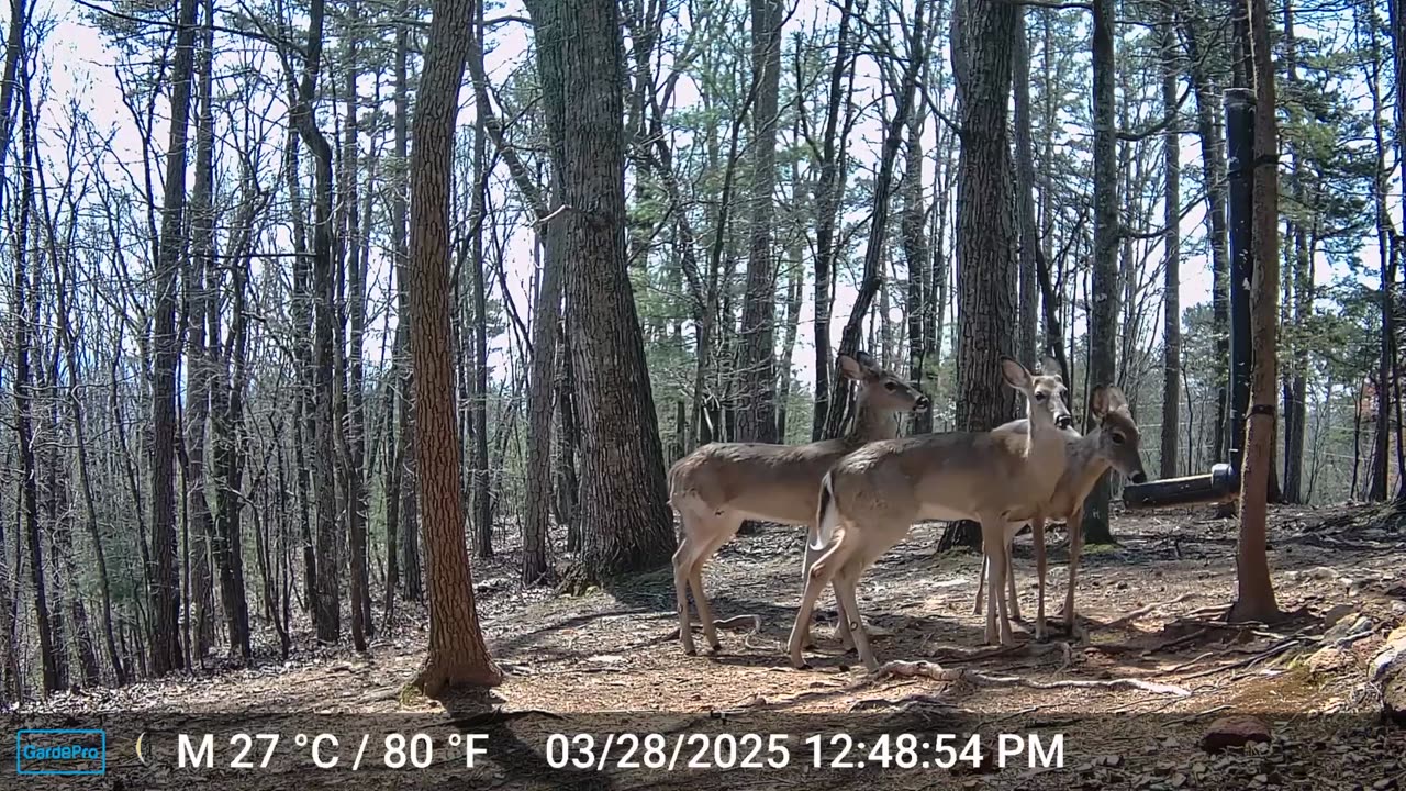 The Woods – 03/28/2025