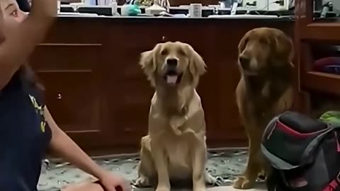 Funny Animal Videos