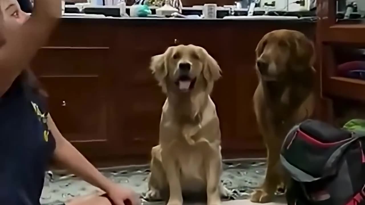 Funny Animal Videos