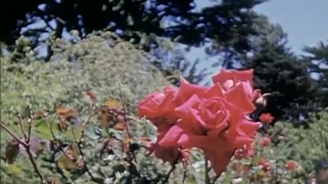 Golden Gate Park, San Francisco, June 1942