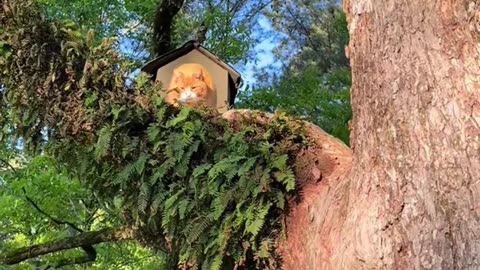 Cat Tree House