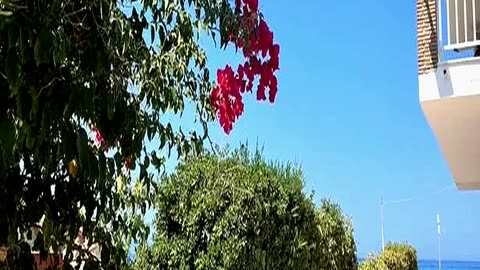 These Gorgeous Pink Flowers Were Everywhere in Gre