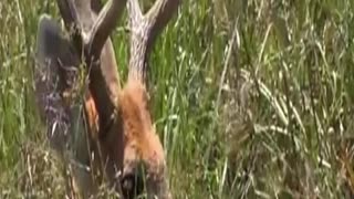 deer