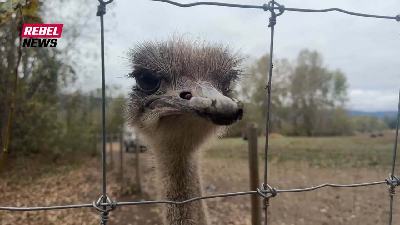 OSTRICH FARM VS. CFIA STAND OFF THREAD DAY 2: Stop The Cull! 🤬
