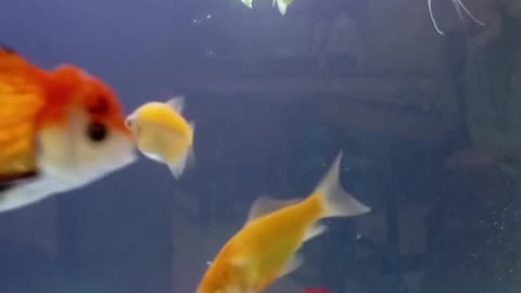 Mini Goldfish World