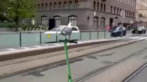 Mischievous seagulls 🤣