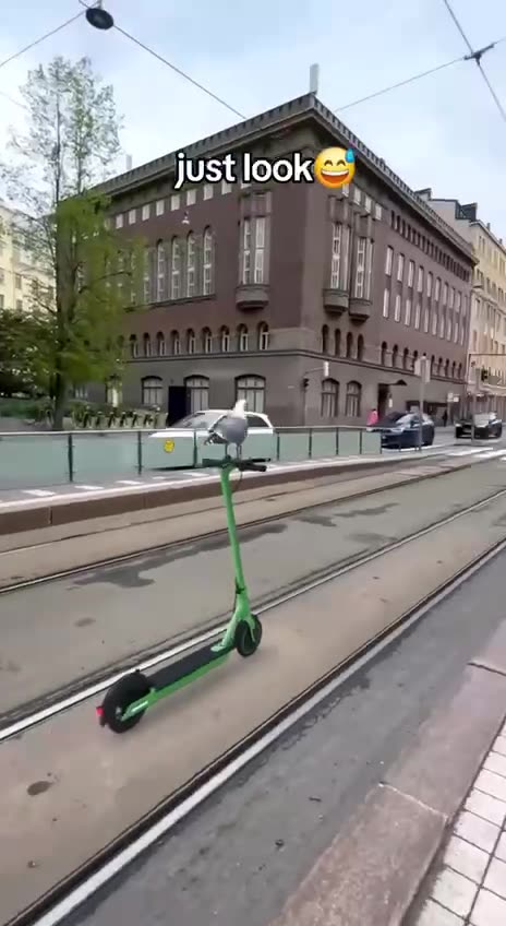 Mischievous seagulls 🤣