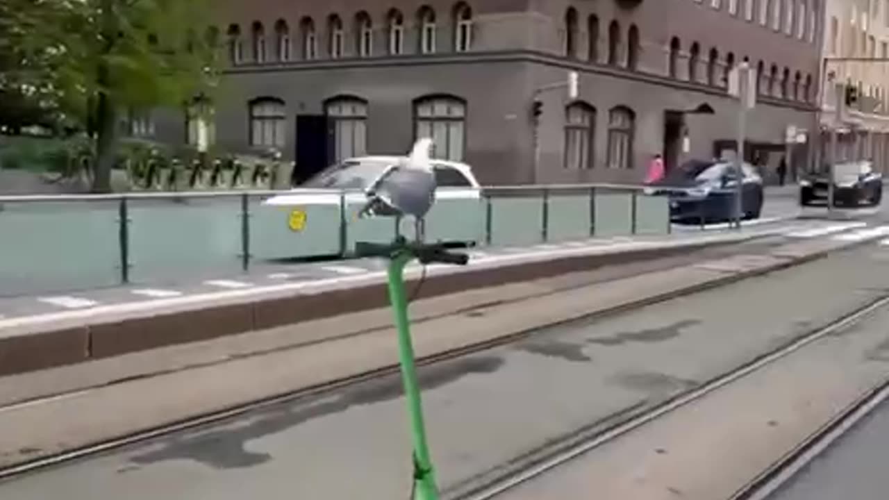 Mischievous seagulls 🤣
