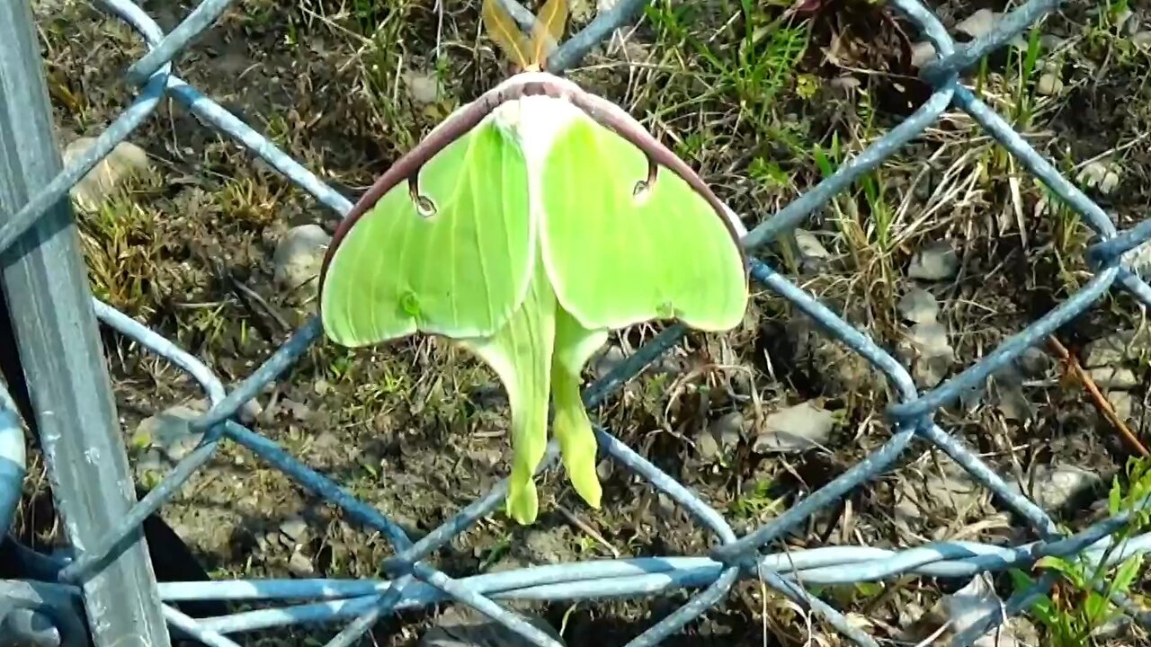 Luna Moth
