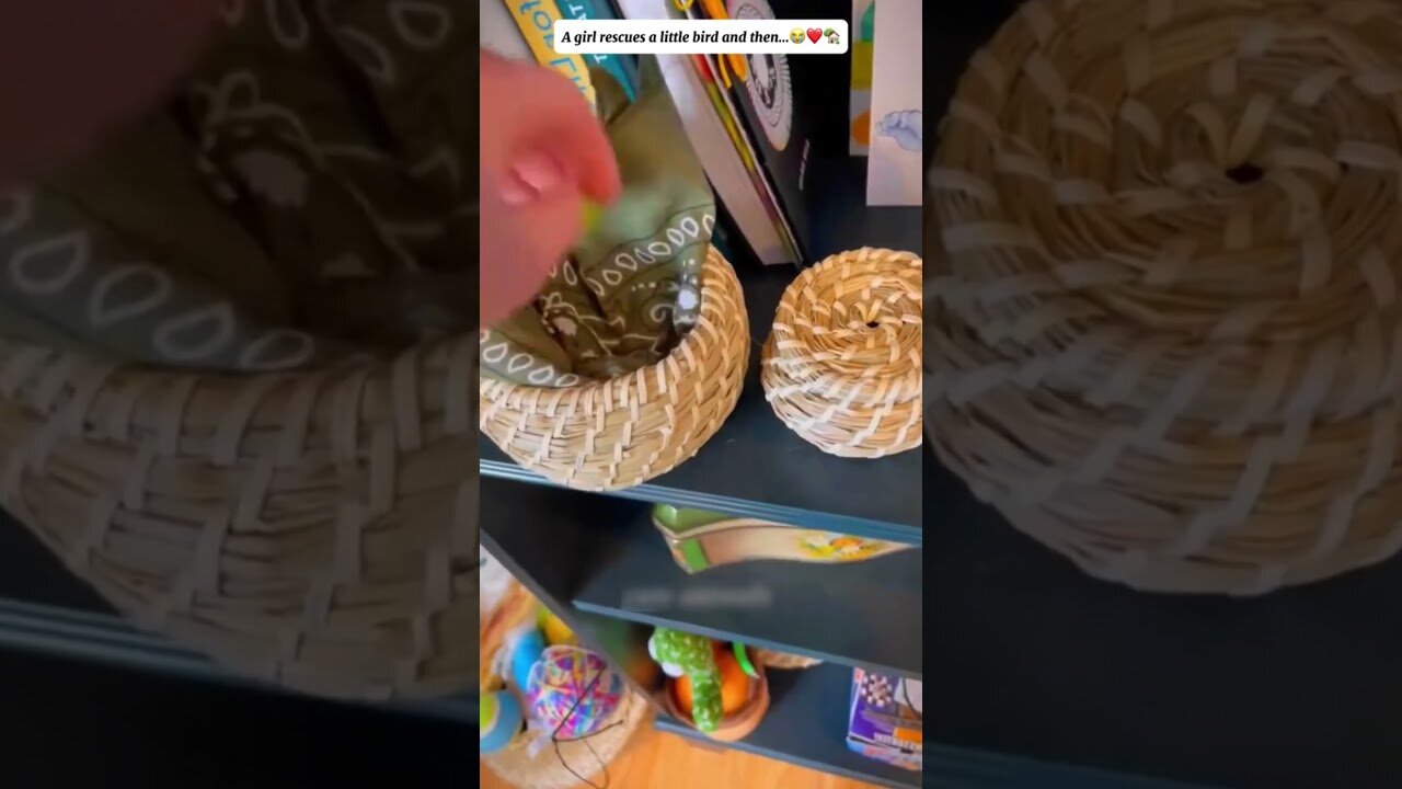 The bird almost froze from the sharp frosts but the girl saved her