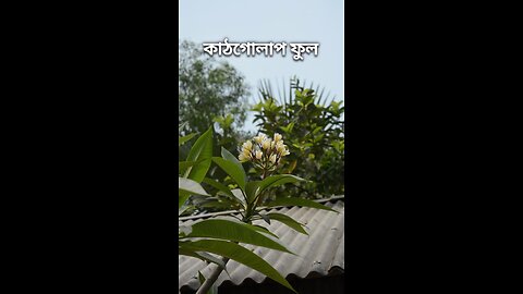 কাঠ গোলাপ ফুল #viral #shorts