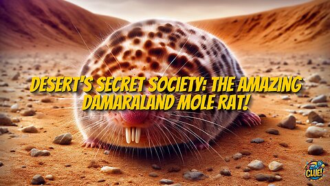 Desert's Secret Society: The Amazing Damaraland Mole Rat!