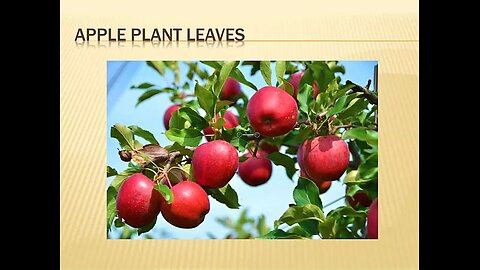 Herbs: Apple plant leaves with Wycliffe Omondi