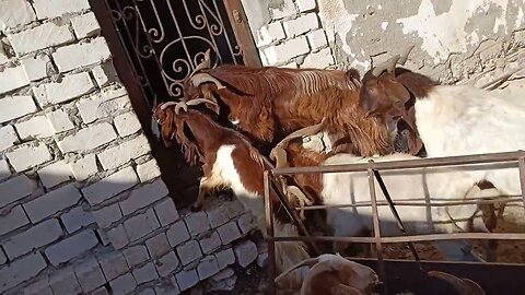 My goats are crazy! (Funny moments)