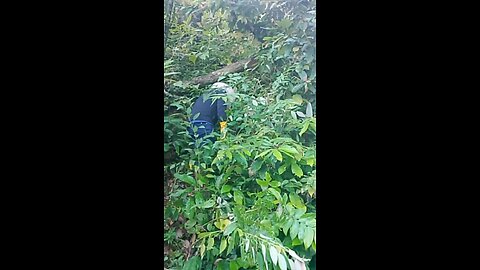 Harvesting bees from forest