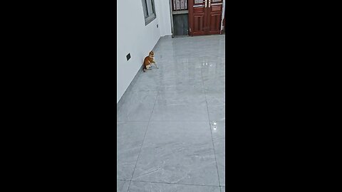 Cats being Cats 1MIN {RKO VERSION}
