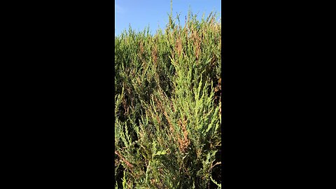 Kaljukadakas Blue Arrow