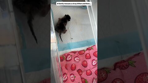 The cat bullied her own kitten and the guy saved him