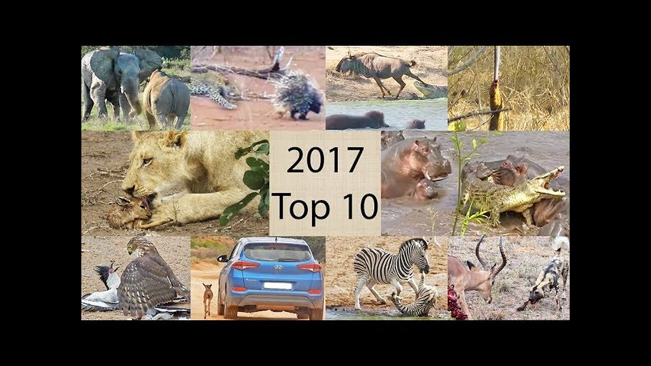 2017's Top 10 Wildlife Sightings - Compilation