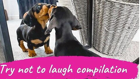 Try Not to laugh challenge funny dogs videos Compilation | Funny And Cute Dachshund Puppies Videos