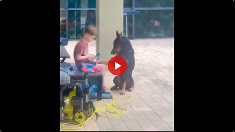 A really cute video - A future veterinarian and his loving and patient patient. ❤️🐶