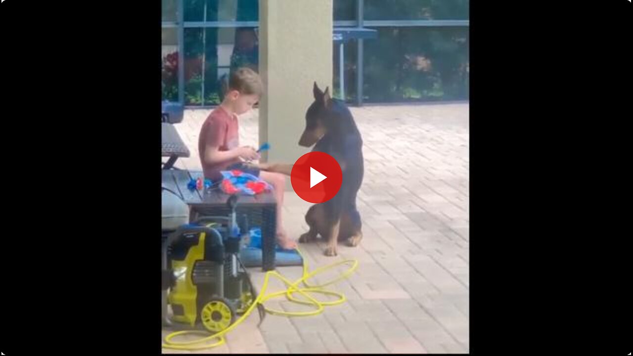 A really cute video - A future veterinarian and his loving and patient patient. ❤️🐶
