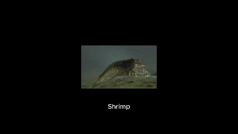 Shrimp on a treadmill