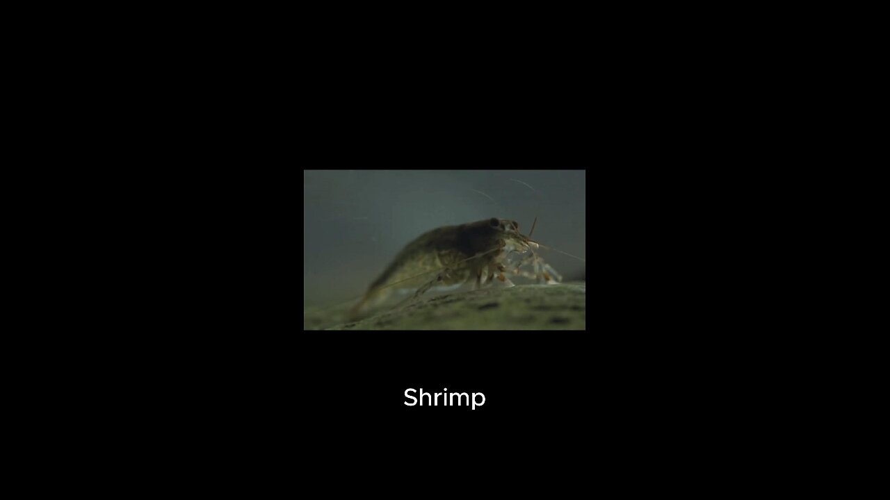 Shrimp on a treadmill