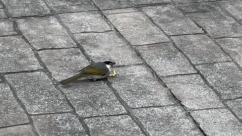 Bird