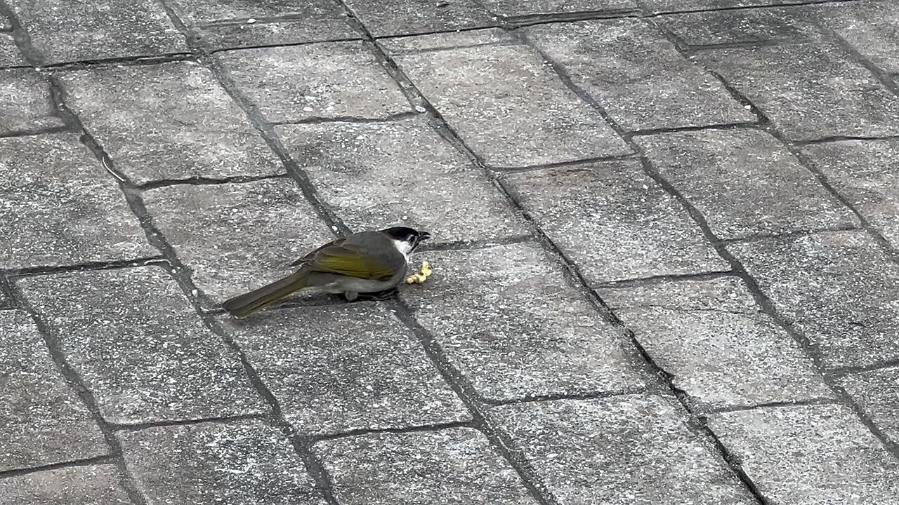 Bird