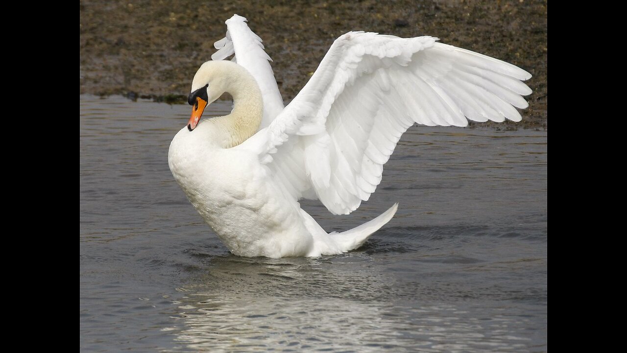 Ritual Enormity: The Swan by :Thread-Gnoesis.