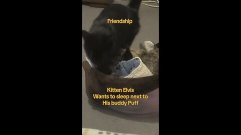Elvis kitten frenchie Puff best friends