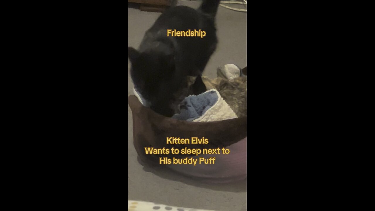 Elvis kitten frenchie Puff best friends