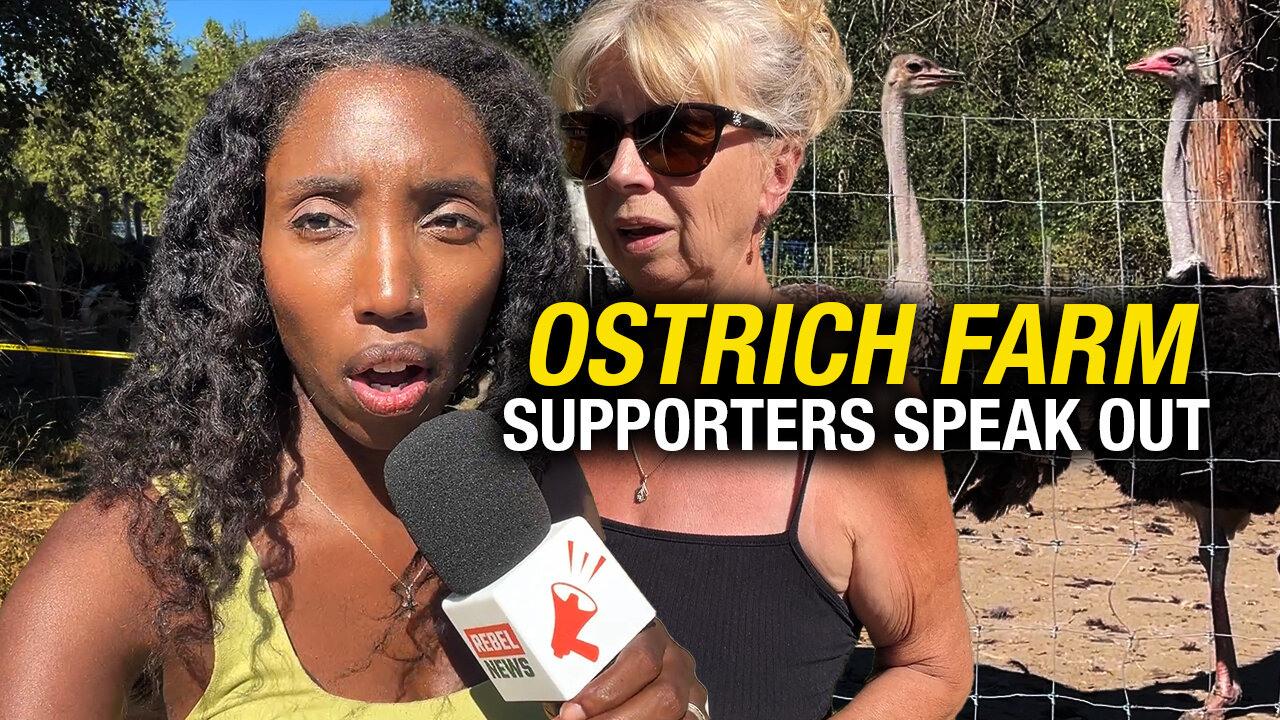 B.C. ostrich farm supporters speak out against looming cull — can Trump admin help save the flock?