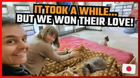 TRAVEL JAPAN | WHAT IT'S LIKE TO VISIT A CAT CAFE IN SAPPORO, HOKKAIDO. WE SAW ONE WITH RESCUED CATS