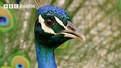 Peacock Tries "Faking it" to Find a Mate | BBC Earth