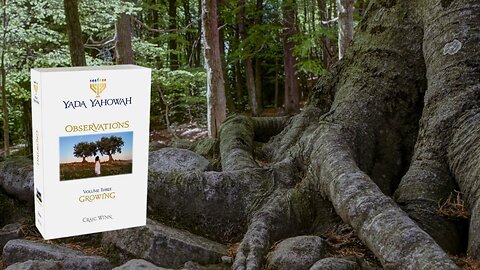 Shabbat Shalowm-Olive Tree Sunset