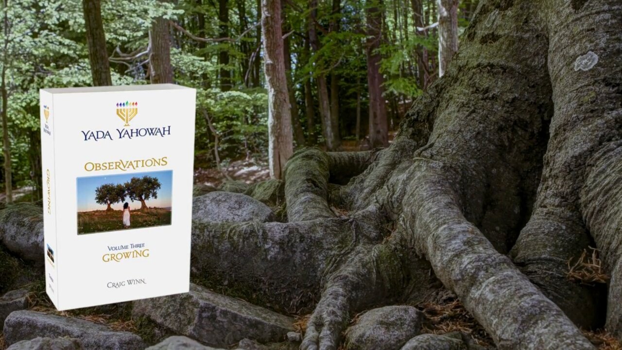 Shabbat Shalowm-Olive Tree Sunset