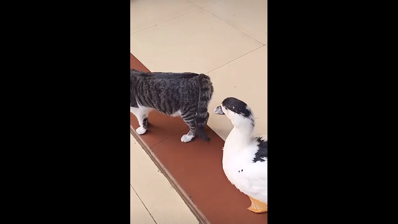 Funny animal 🦆🦆🐈‍⬛