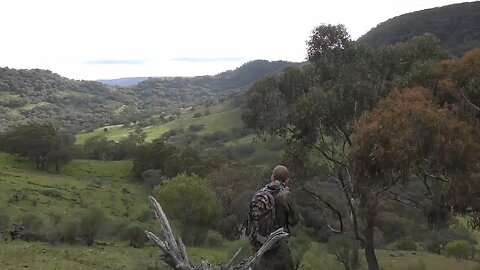 Boar Down: Archery Hunt Success!