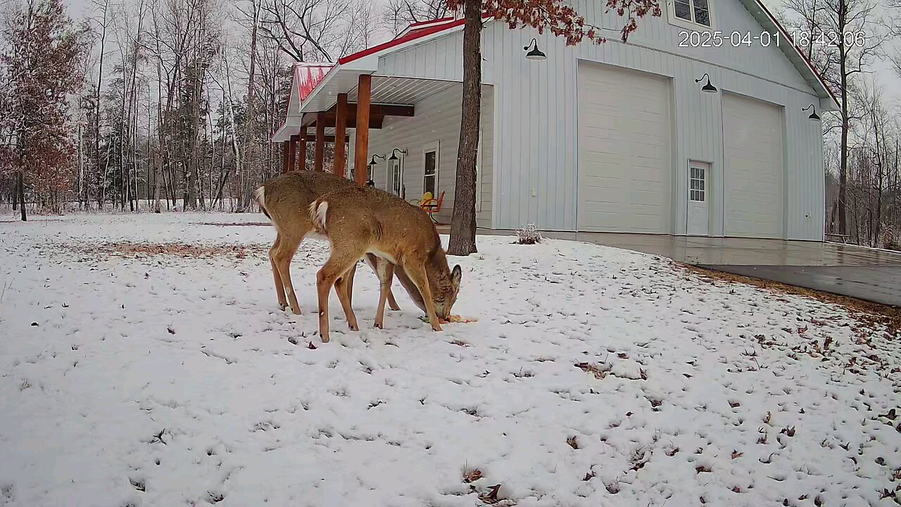 Deer