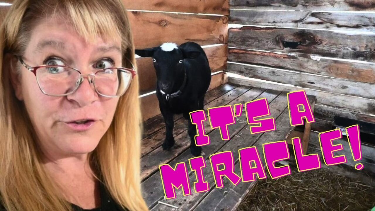 My TINIEST Little GOAT Is Finally In Labor!