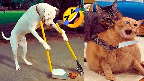 Silly Animals Together 😂 | Funny Animal Video 2025