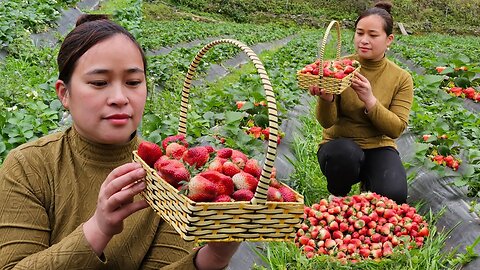 Harvest Strawberry Garden Goes to market sell - Make a dog feeder, daily life, live whit nature