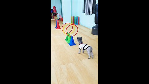 Who can resist such a smart puppy?