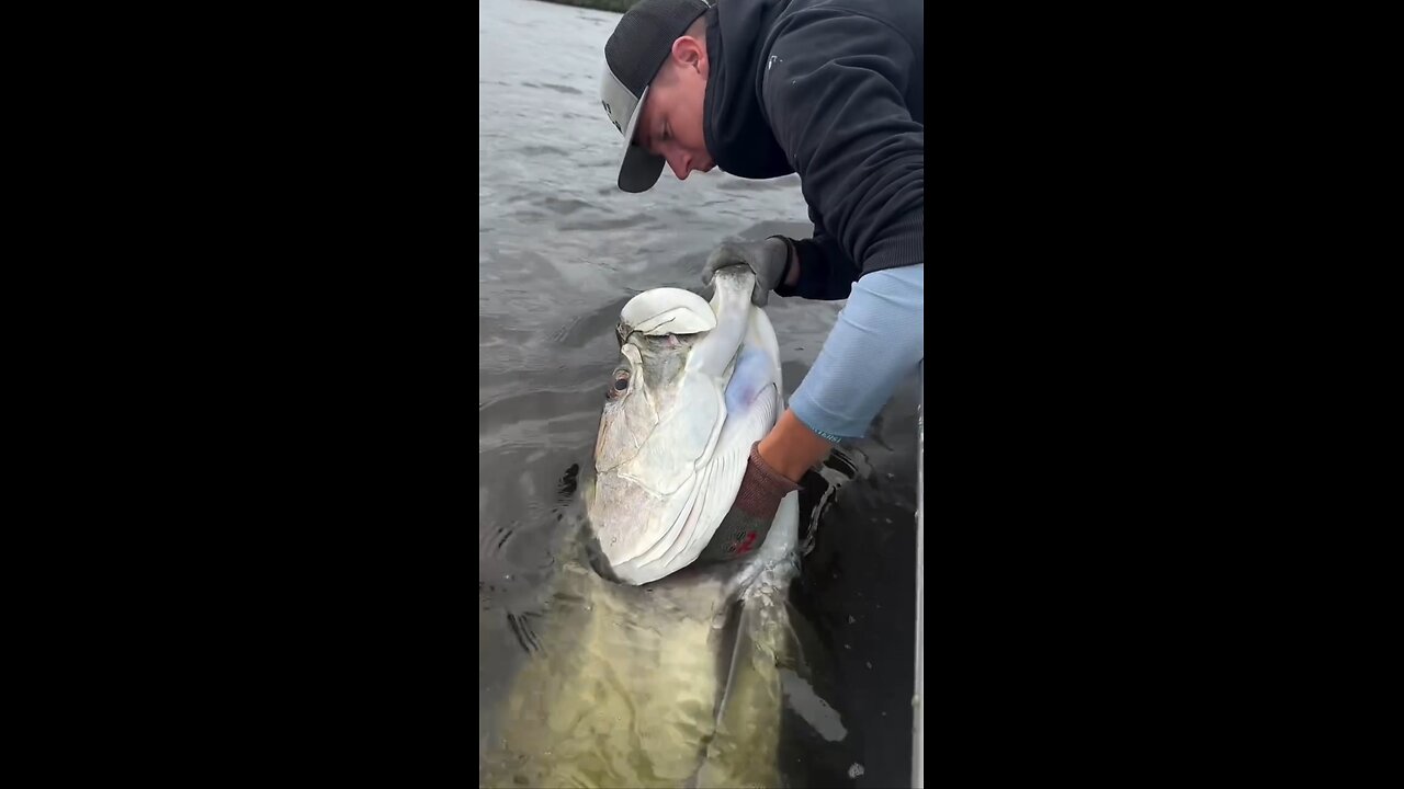 "๐๐ฃ Pulled a Hook Out of a Huge Fishโs Mouth! ๐ฑ"#shorts