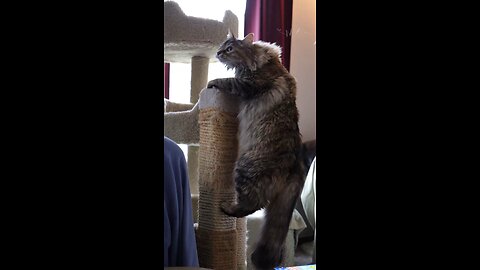 Leia Climbs Scratching Post